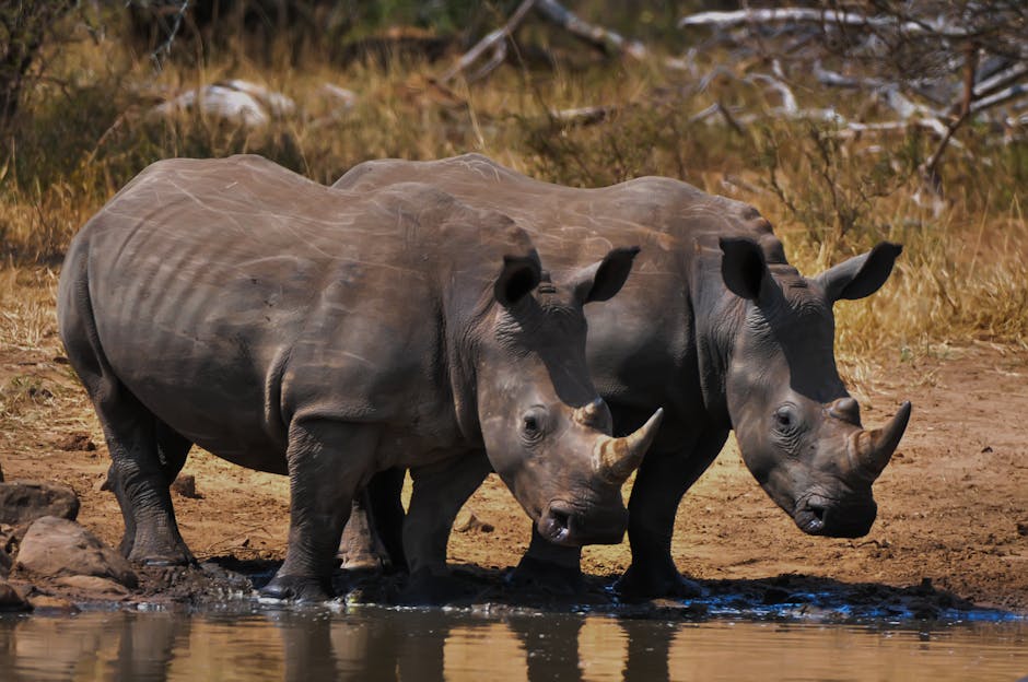 Best Places in South Africa for Safari and Adventure