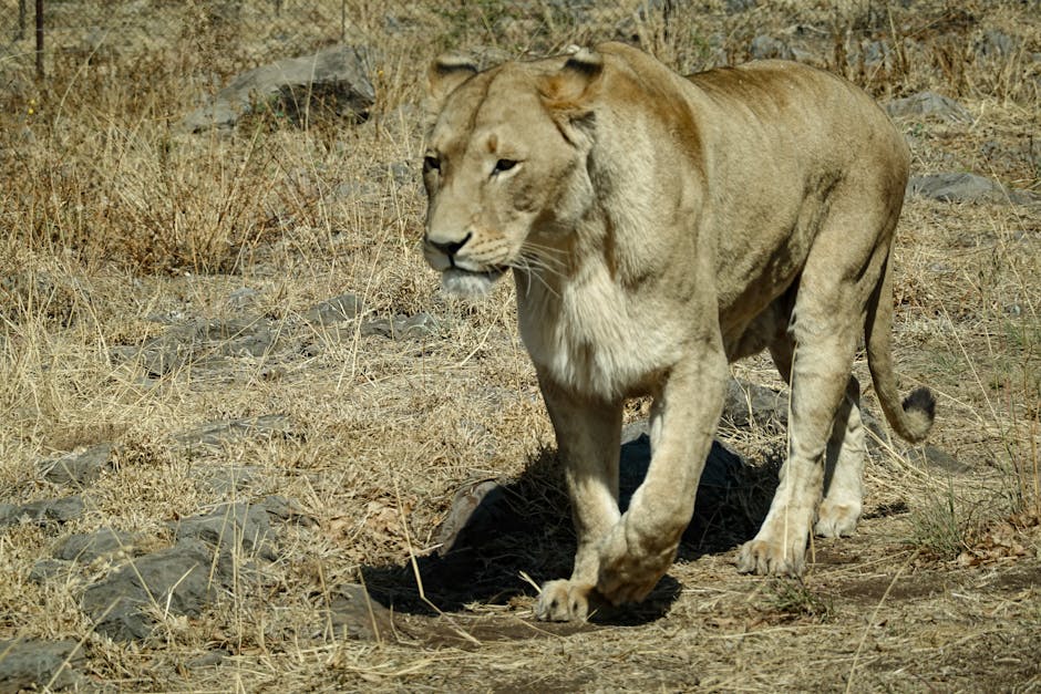 Top Safari Destinations in Africa for Wildlife Lovers